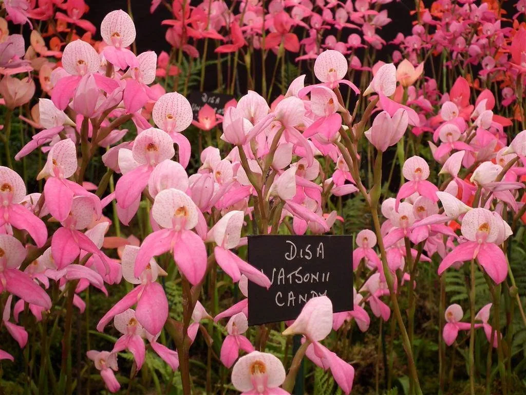 Floral marquee in the long water area 22